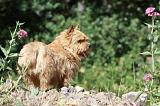 NORWICH TERRIER 082